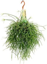 Cactus – Rotskoraal (Rhipsalis Pulchra) – Hoogte: 35 cm – van Botanicly