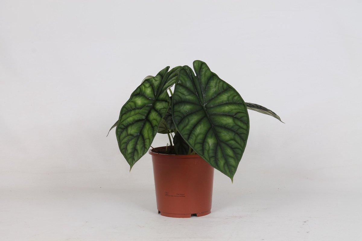 BOTANICLY Alocasia – Olifantsoor donkergroen (Alocasia Dragon Scale) – Hoogte: 35 cm – van