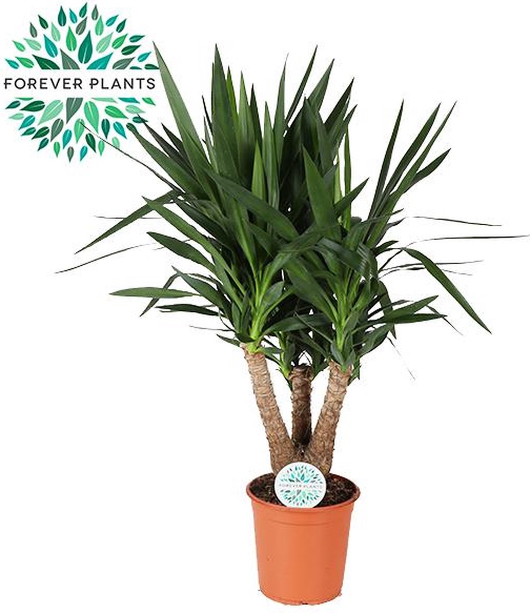 BOTANICLY Yucca – Palmlelie (Yucca) – Hoogte: 95 cm – van