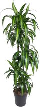 Kamerpalm – Drakenboom (Dracaena Hawaiiana) – Hoogte: 140 cm – van Botanicly