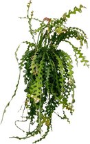 Cactus – Ephiphyllum Anguliger (Ephiphyllum Anguliger) – Hoogte: 50 cm – van Botanicly