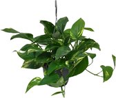 Groene plant – Epipremnum (Scindapsus Epipremnum) – Hoogte: 45 cm – van Botanicly