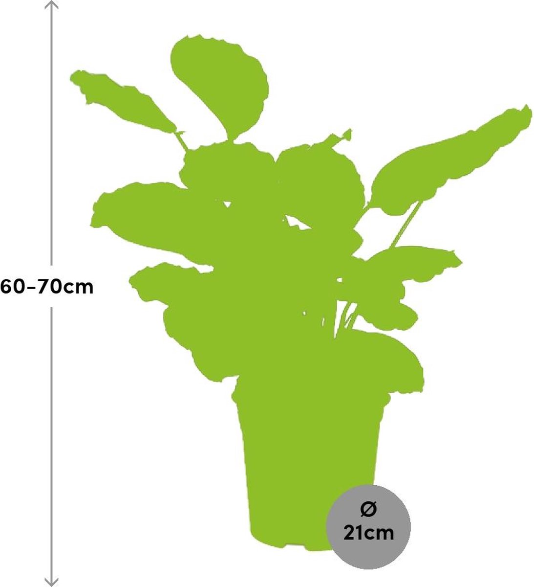 Kunstplant Calathea groen in pot H 45 cm kopen! | HORNBACH Kunstplant Calathea groen in pot H 45 cm kopen! | HORNBACH