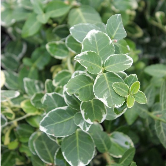 24 x Kardinaalsmuts 'Emerald Gaiety' - Euonymus fortunei 'Emerald Gaiety' pot 9x9cm, voor 3m² : Een veelzijdige groenblijvende heester voor uw tuin.
