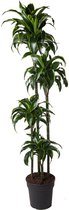 Good & Green - Dracaena Dorado - Dragon Blood Tree - XL -↨ 170cm - Taille du pot 27 - Plantes de qualité exclusive - Plante d'intérieur - Plantes d'intérieur - Ambiance - Intérieur