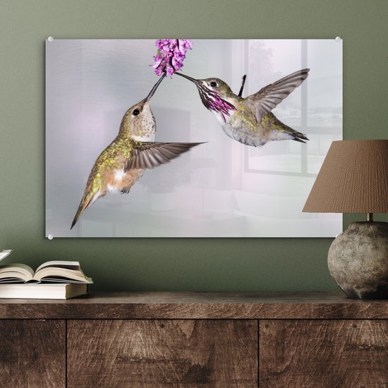 Un mâle et une femelle colibri calliope Plexiglas 60x40 cm - Tirage photo sur Glas (décoration murale plexiglas)