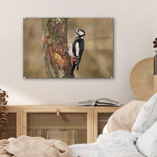 Un grand pic tacheté en automne Plexiglas 60x40 cm - Tirage photo sur Glas (décoration murale plexiglas)