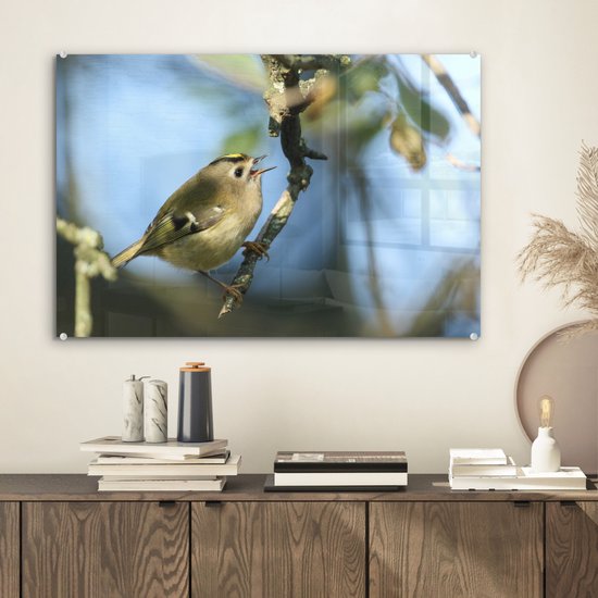 Grijs goldcrest repose sur une brindille en plexiglas 60x40 cm - Tirage photo sur Glas (décoration murale en plexiglas)