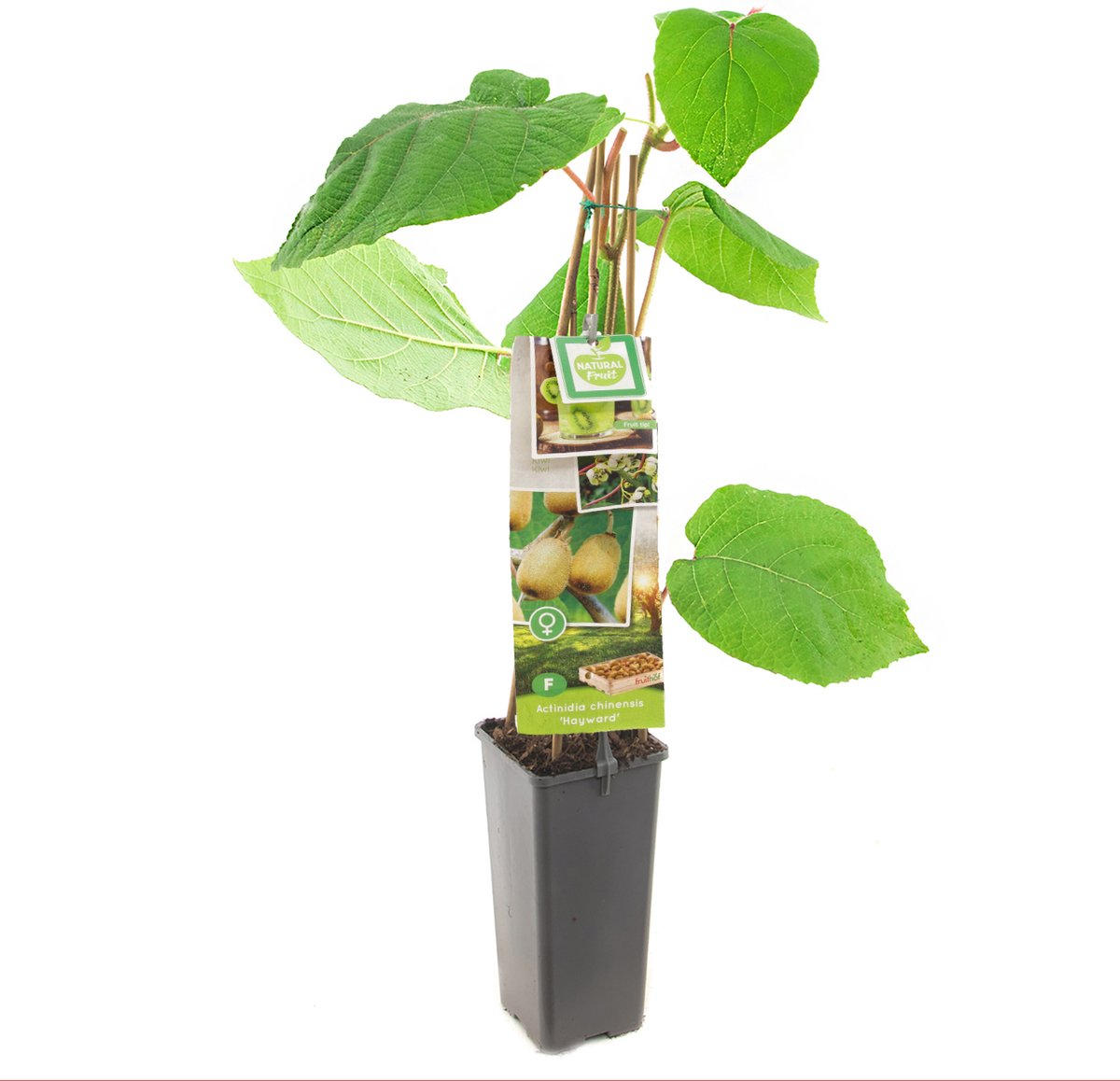 Actinidia chinensis Hayward | vrouwelijke kiwi