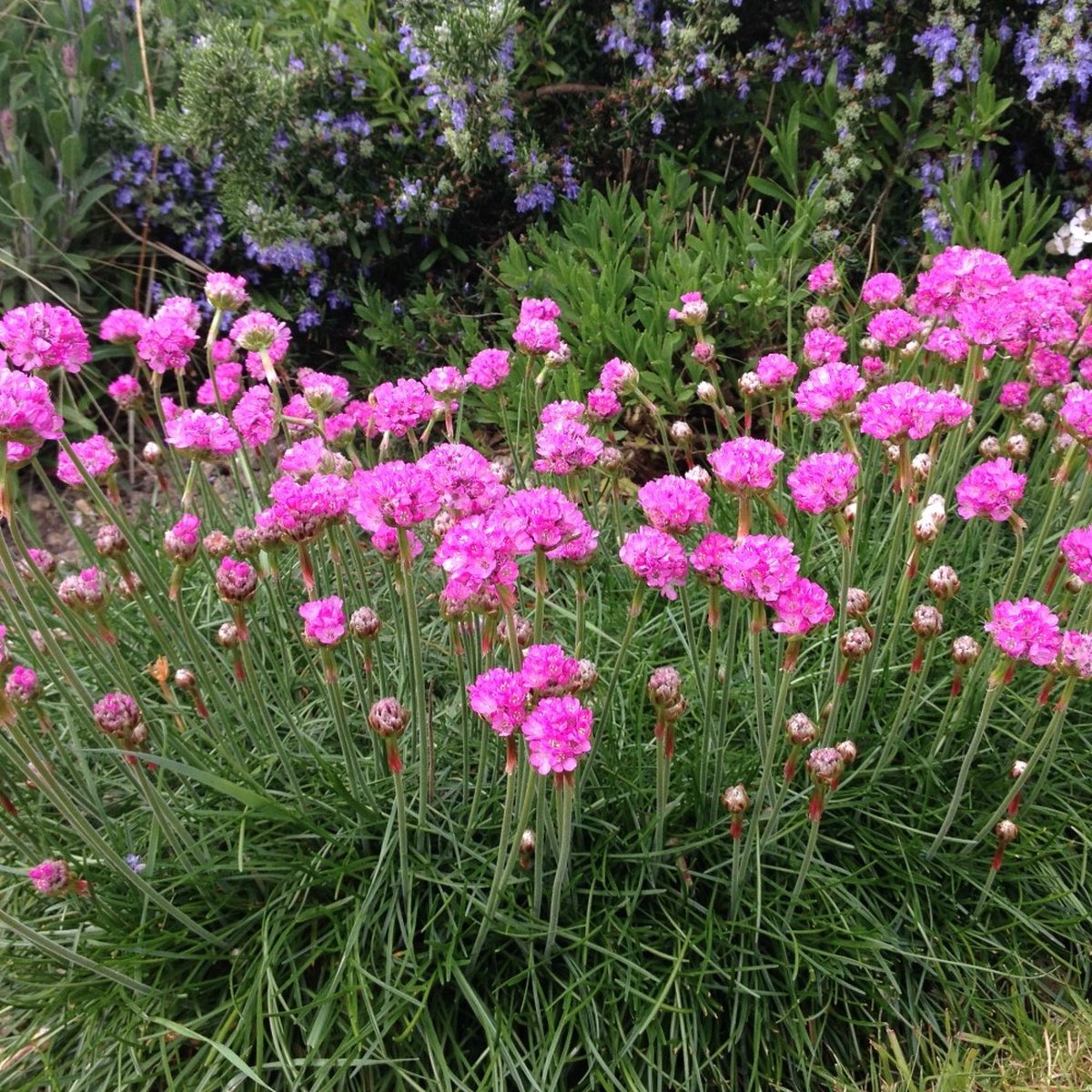 6 x Engels Gras Rood|Roze - Bodembedekker Wintergroen - Armeria maritima Splendens in 9x9cm pot met hoogte 5-10cm
