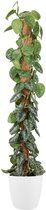 Goed & Groen - Epipremnum Pictus Trebie (mosstok) (in ELHO Brussels Rond Wit) - Scindapsus - XL -↨ 150cm - Potmaat 27 - Exclusieve Kwaliteit Planten - Kamer Plant - Kamerplanten - Sfeer - Interieur