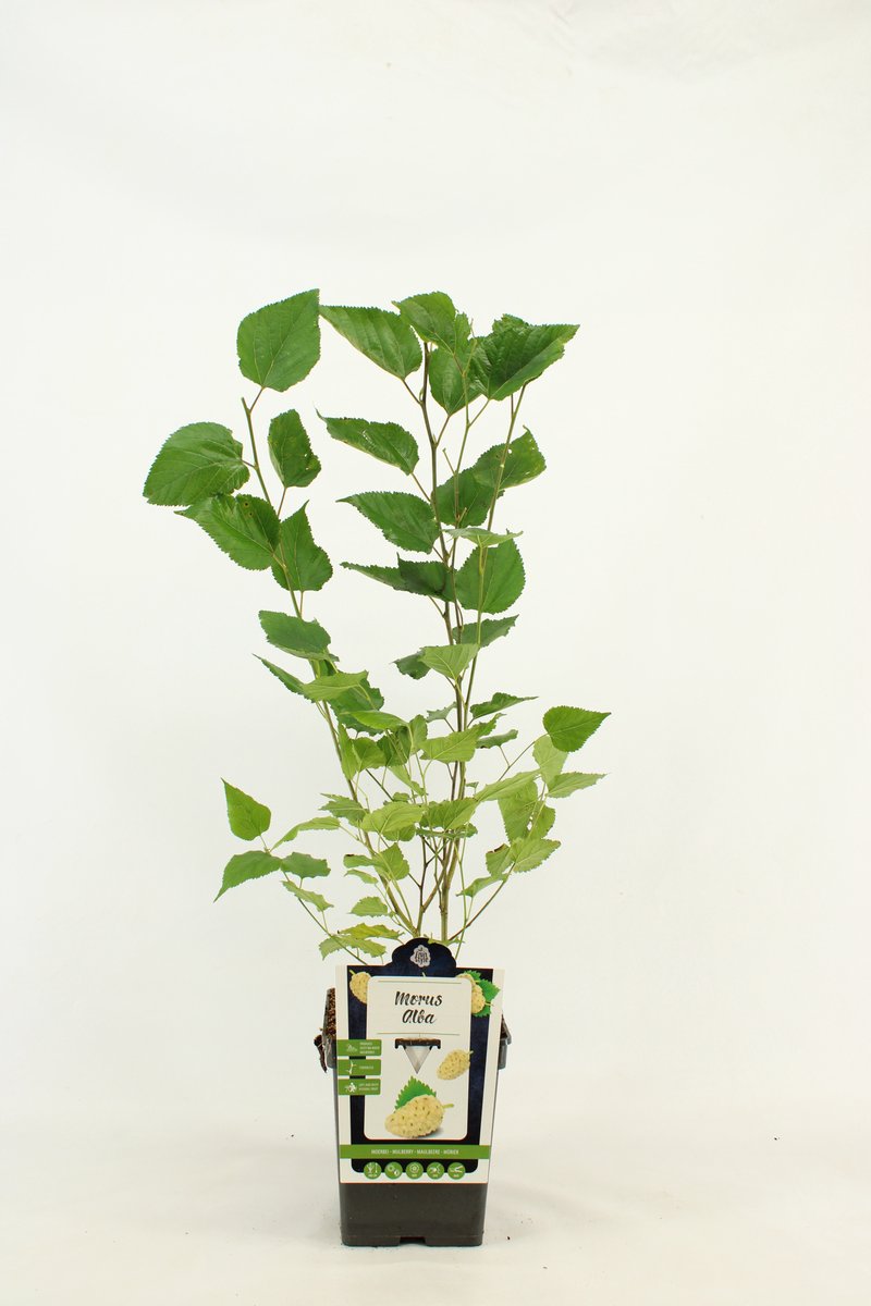 Witte Moerbei - Morus alba - hoogte 50 - 60 cm