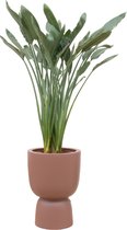 Paradijsvogelbloem (Strelitzia reginae) met bloempot – Hoogte: 190 cm – van Botanicly