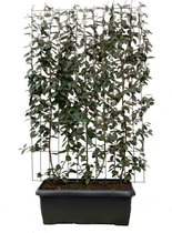 Struiken – Goudbes (Elaeagnus ebbingei) – Hoogte: 180 cm – van Botanicly