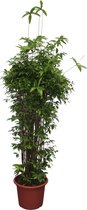 Groene plant – Drakenboom (Dracaena Surculosa) – Hoogte: 260 cm – van Botanicly