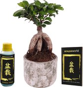 vdvelde.com - Bonsai Boom Ginseng + Pot - Bonsaiboom Hoogte Ca. 30 cm - Inclusief Pot, Bonsai boek en Bonsai voeding
