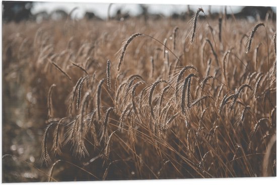 Vlag - Graan - Tarwe - Landschap - Oogst - 90x60 cm Foto op Polyester Vlag