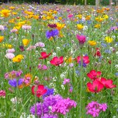 MRS Seeds & Mixtures Bloemenweide met graszaad – 38 bloem- en grassoorten – aantrekkelijk voor nuttige insecten – natuurvriendelijk – zowel eenjarige als meerjarige soorten – eenvoudig te zaaien