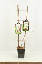 Duo trees - Kersen - Prunus avium 'Regina' X 'Meikers' - hoogte 80 cm