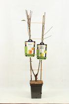 Duo trees - Appels -Malus domestica 'Elstar' X 'Golden Delicious' - hoogte 80 cm
