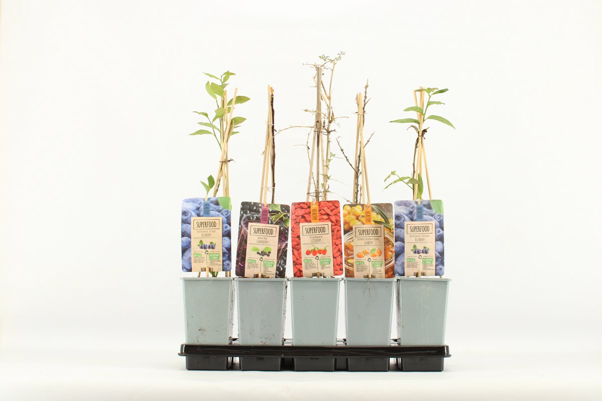 Mini Superfood Fruitmix - Set van 5 Verschillende soorten fruit - hoogte 50 cm