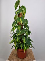 Philodendron scandens brasil - Mosstok - potmaat 15 cm - planthoogte 50 cm - Plants By Suus