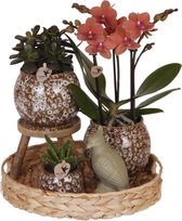 Kolibri Company | Gift set Untamed Nature | Plantenset met rode Phalaenopsis Orchidee en Succulenten incl. keramieken sierpotten