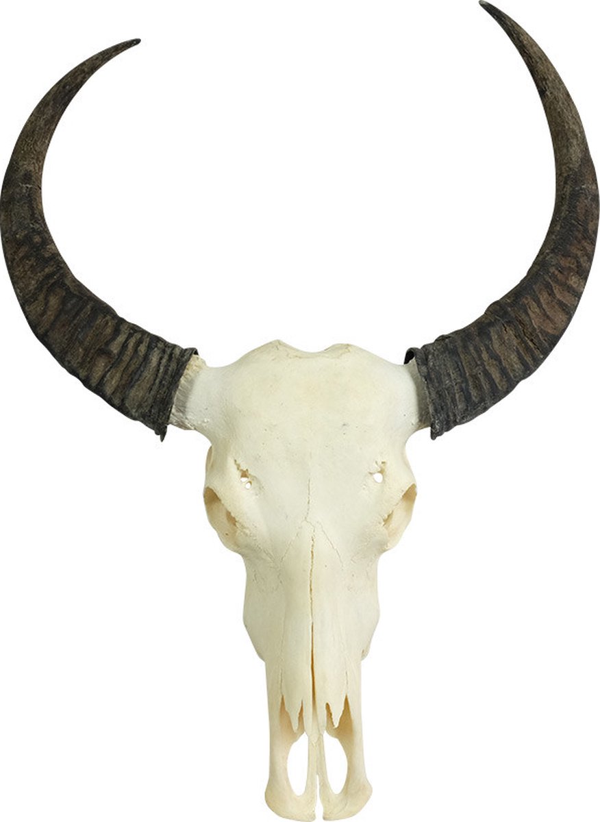 Waterbuffelschedel - skull - schedel