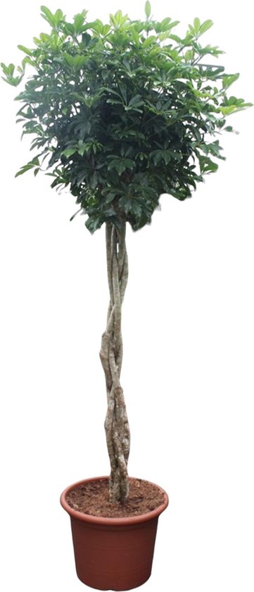 Schefflera Arboricola Compacta gevlochten stam - Potmaat 55cm - Hoogte 250cm
