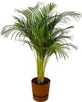 Trendyplants - Areca palm - ↨130cm - Ø24cm inclusief elho Greenville Round bruin Ø30cm x ↨28cm