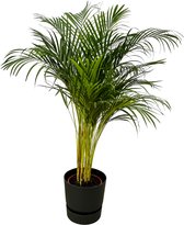 Trendyplants - Areca palm - ↨130cm - Ø24cm inclusief elho Greenville Round zwart Ø30cm x ↨28cm