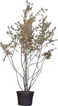 Krentenboom meerstammig Amelanchier lamarckii 325 cm
