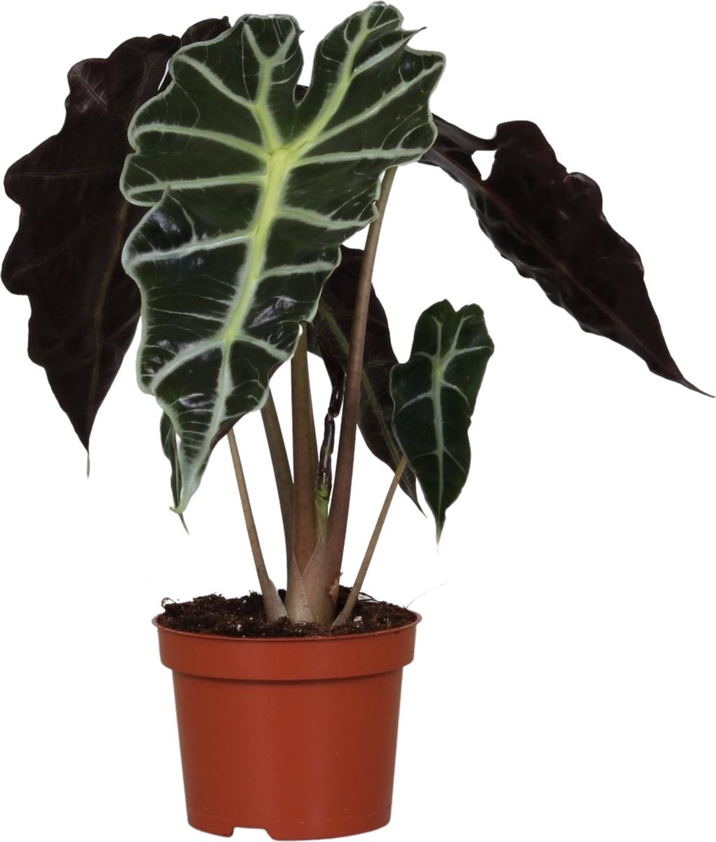 BOTANICLY Alocasia – Olifantsoor (Alocasia Polly) met bloempot – Hoogte: 40 cm – van