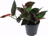 Groene plant – Gatenplant (Syngonium Erythrophyllum Red Arrow) met bloempot – Hoogte: 25 cm – van Botanicly