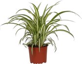 Groene plant – Graslelie (Chlorophytum Comosum Variegatum) met bloempot – Hoogte: 25 cm – van Botanicly