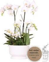 Kolibri Orchids | witte plantenset in Diabolo white dish incl. waterreservoir | drie witte orchideeën en drie groene planten Rhipsalis | Field Bouquet wit met zelfvoorzienend waterreservoir