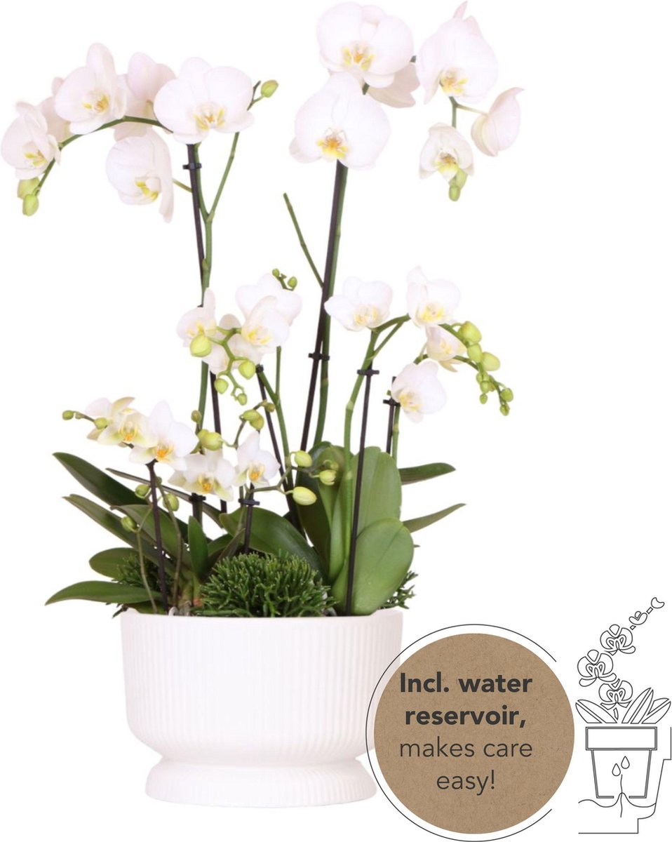 Kolibri Orchids witte plantenset in Diabolo white dish incl. waterreservoir drie witte orchideeën en drie groene planten Rhipsalis Field Bouquet wit met zelfvoorzienend waterreservoir