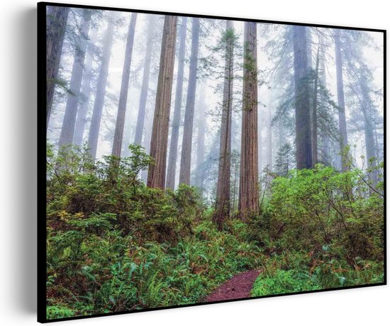 Akoestisch Schilderij Sequoia bos Rechthoek Horizontaal Pro XXL (150 x 107 CM) - Akoestisch paneel - Akoestische Panelen - Akoestische wanddecoratie - Akoestisch wandpaneel