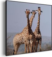 Akoestisch Schilderij Drie Giraffen Vierkant Basic XL (100X100) - Akoestisch paneel - Akoestische Panelen - Akoestische wanddecoratie - Akoestisch wandpaneel