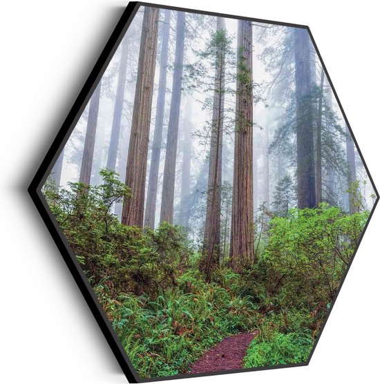 Akoestisch Schilderij Sequoia bos Hexagon Basic M (60 X 52 CM) - Akoestisch paneel - Akoestische Panelen - Akoestische wanddecoratie - Akoestisch wandpaneel