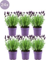 Lavendel (Lavandula Stoechas Anouk) – Hoogte: 12 cm – van Botanicly