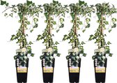 Klimplant – Klimop (Hedera colchica Dentata Variegata) – Hoogte: 65 cm – van Botanicly