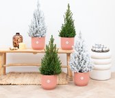 Kerstboom pakket - 2x Picea Glauca (kerstboom) + 2x Picea Glauca met sneeuw (kerstboom) - 60cm