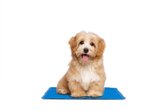 909 Outdoor Koelmat voor Huisdieren – Koeling Mat voor Honden en Katten – Cooling Mat – Blauw - 40 x 50 x 1 cm