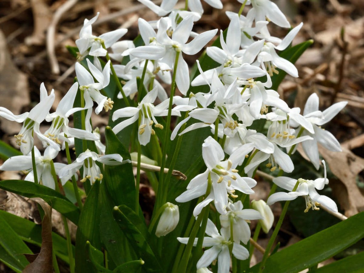 Scilla Siberica Alba | 15 stuks | Oosterse sterhyacint