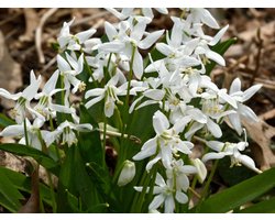 Scilla Siberica Alba | 15 stuks | Oosterse sterhyacint
