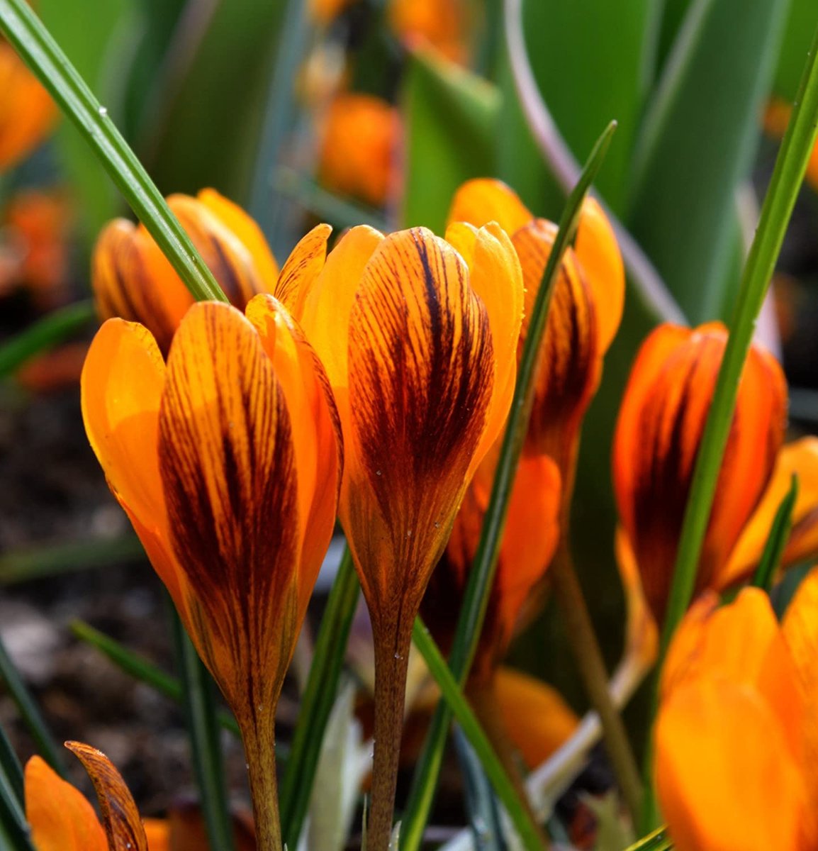 Crocus Orange Monarch | 10 stuks | Krokus