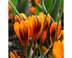 Crocus Orange Monarch | 10 stuks | Krokus