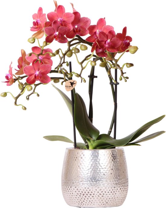 Kolibri Orchids | rode Phalaenopsis orchidee – Congo + Elite pot silver – potmaat Ø9cm – 40cm hoog | bloeiende kamerplant in bloempot - vers van de kweker