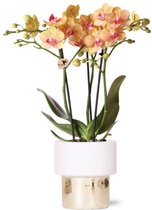 Kolibri Orchids | witte Phalaenopsis orchidee – Jamaica + Lush pot – potmaat Ø9cm – 40cm hoog | bloeiende kamerplant in bloempot - vers van de kweker